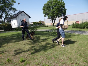 pokaz tresury psa służbowego. Policjant trzyma na smyczy psa. Przed nimi idzie policjantka prowadząca pozoranta