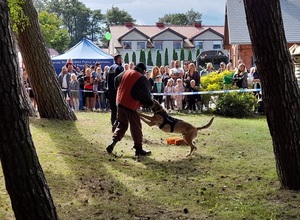 na odgrodzonym taśmą terenie odbywa się pokaz tresury policyjnego psa służbowego. Pies obezwładnia pozoranta