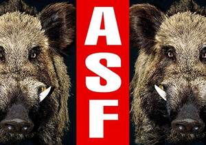 zdjęcie przedstawiające dwie głowy dzików pomiędzy którymi na czerwonym tle widnieje biały napis "ASF"