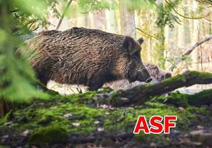 zdjęcie dzika w lesie