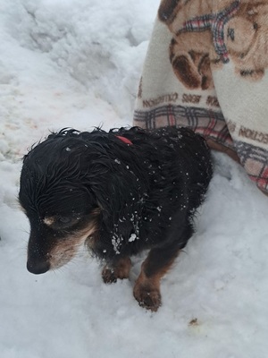 na śniegu leży nieduży pies czarnej maści. Jego tył jest częściowo przysypany śniegiem