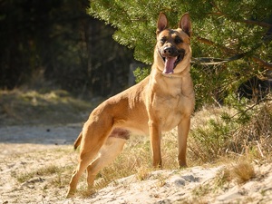 owczarek belgijski w biszkoptowym umaszczeniu na wydmach