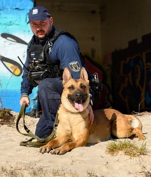 przed opuszczonym budynkiem z naniesionym graffiti, na piasku kuca policajnt- przewodnik psa slużbowego, który obejmuje leżącego owczarka belgijskiego w biszkoptowym umaszczeniu