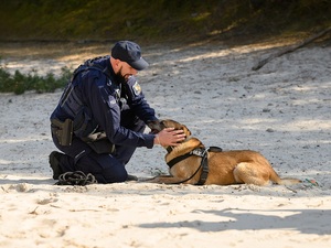 na wydmach policjant głaszcze leżącego na piachu psa służbowego: owczarka niemieckiego w biszkoptowym umaszczeniu