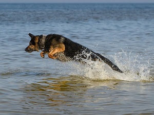 owczarek niemiecki podczas skoku w morskiej wodzie