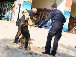 tresura psa służbowego. Na tle opuszczonego budynku z graffiti owczarek niemiecki atakuje pozoranta. Psa trzyma na smyczy jego przewodnik. Pies chwyta zębami ochraniacz założony na rękę pozoranta