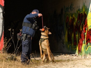 na tle opuszczonego budynku z graffiti policjant bawi się z psem służbowym Podaje mu piłkę, którą pies chwyta zębami